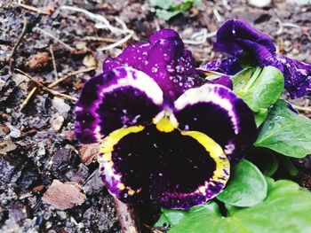 Close-up of purple plant