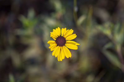 Close-up of yellow flowering plant
