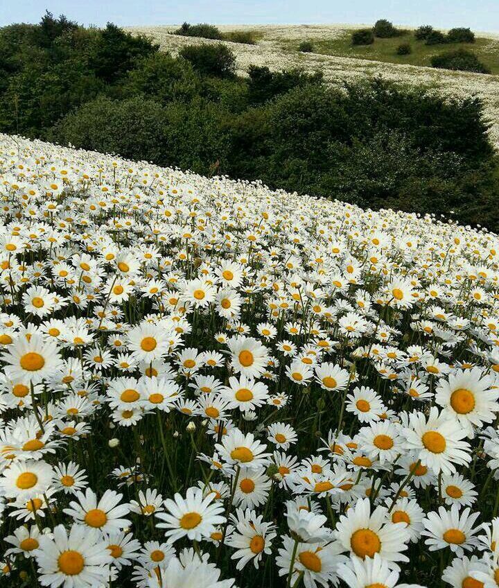 flower, freshness, fragility, petal, growth, beauty in nature, blooming, daisy, abundance, field, nature, flower head, plant, yellow, white color, in bloom, flowerbed, blossom, wildflower, high angle view