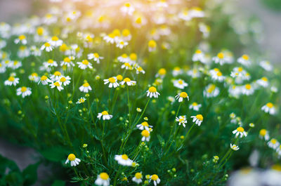 Field of chamomile close-up. beautiful meadow on a sunny day. summer flowers. 