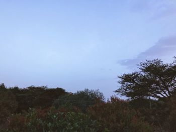 Low angle view of trees against sky