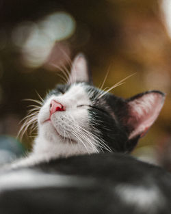 Close-up of cat resting