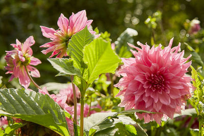 Close-up of pink flowers blooming outdoors