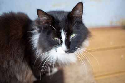 Close-up portrait of a cat