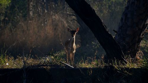 Spotted a spotted deer 