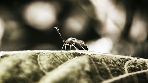 Close-up of insect