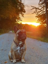 Dog sitting in park during sunset