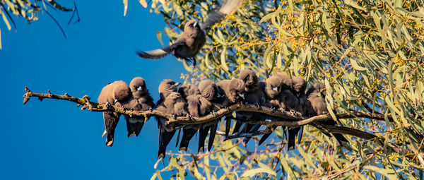 Low angle view of birds perching on tree against sky