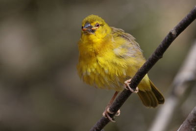 Close-up of bird perching on branch