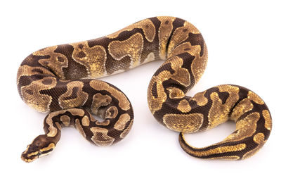 Close-up of snake against white background