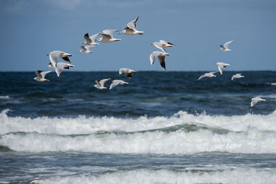 Seagulls flying over sea against sky