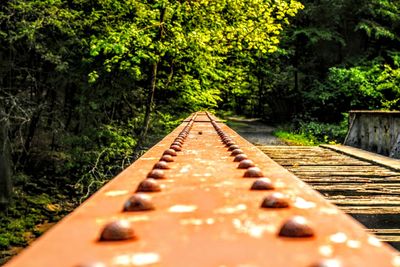 Surface level of railroad tracks amidst trees