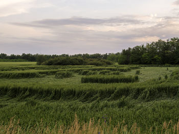 Scenic view of agricultural field against sky