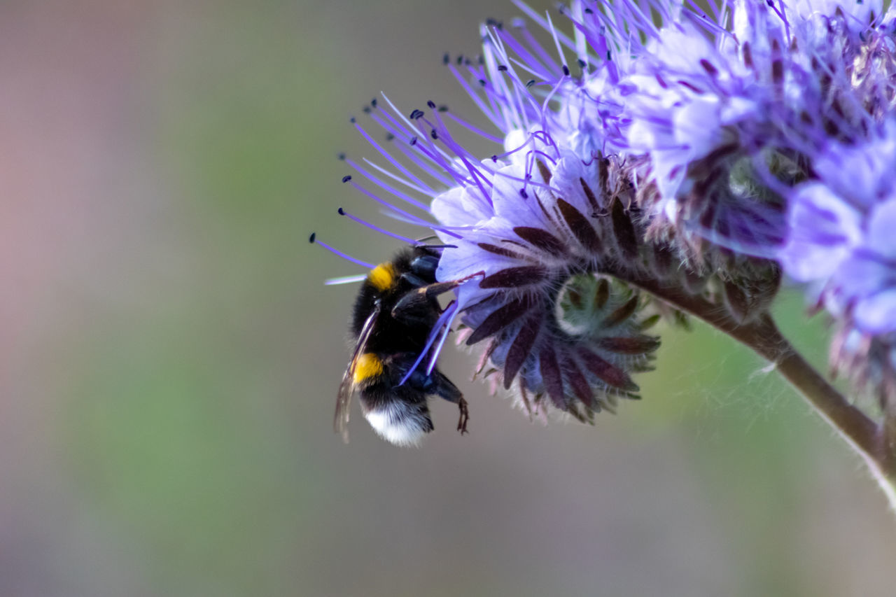 CLOSE-UP OF HONEY BEE POLLINATING ON PURPLE FLOWER