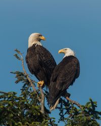 Low angle view of birds perching on tree against sky