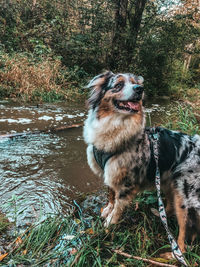 Dog looking away on land