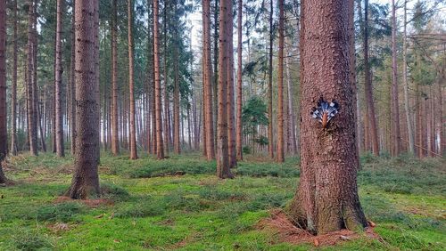 Pine trees in forest