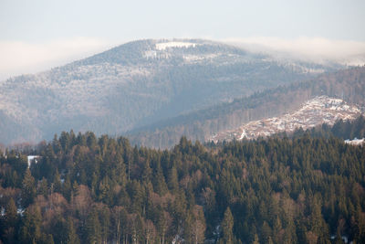 Panoramic view of trees in forest against sky