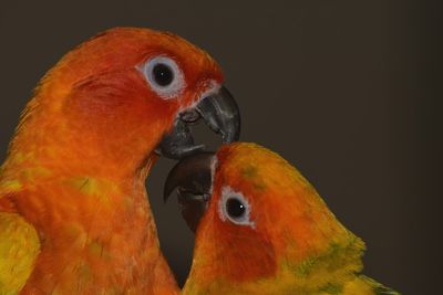 Close-up of parrot