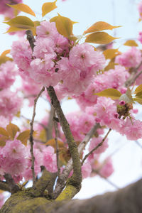 Close-up of pink cherry blossoms in spring