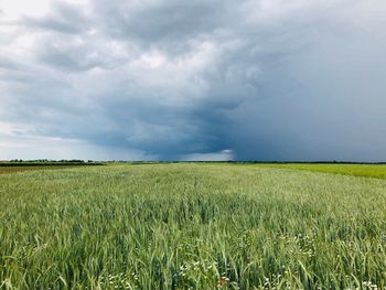 Scenic view of agricultural field against sky