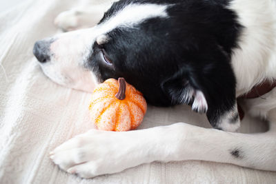 Close-up of dog sleeping