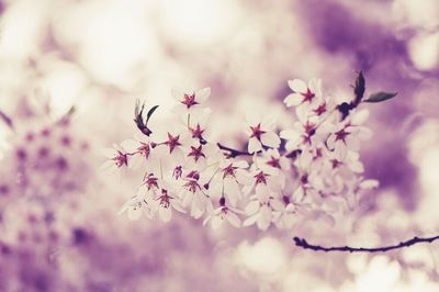 Close-up of pink flowers on tree