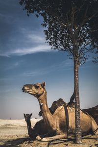 Camels sitting on field against sky