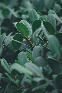 Full frame shot of plants growing on field