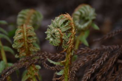 Close-up of plant growing on field