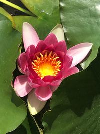 Close-up of lotus water lily in pond