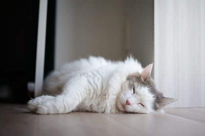 Close-up of a cat resting on table