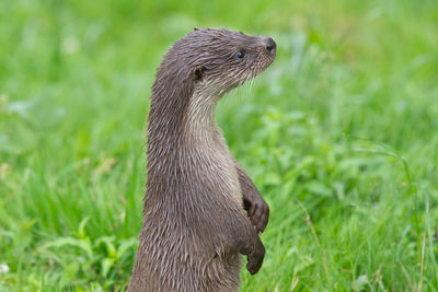 Portrait of a eurasian otter standing up