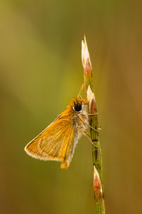 Close-up of butterfly pollinating flower