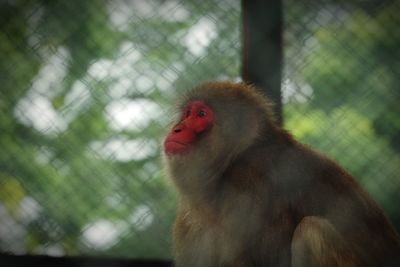 Close-up of monkey looking away sitting in cage