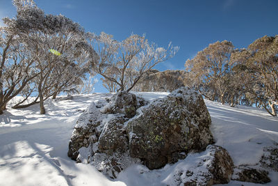 Snow covered plants by trees against sky