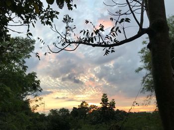 Low angle view of trees against sky during sunset