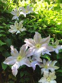 Close-up of flowers blooming outdoors