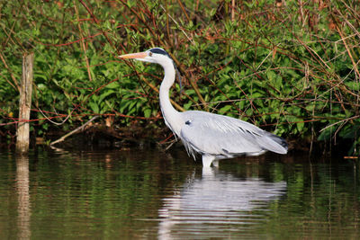 Birds in calm water