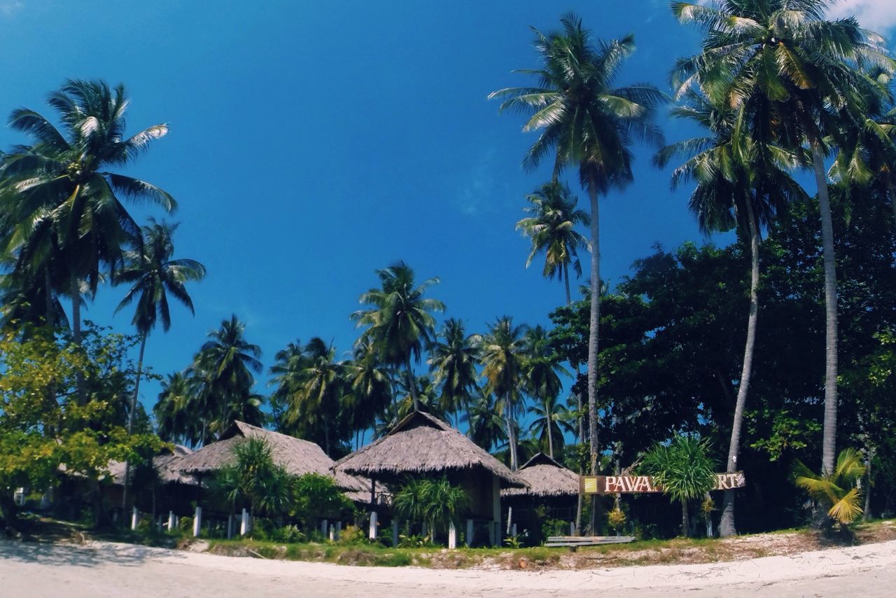 palm tree, tree, clear sky, blue, growth, sunlight, building exterior, beach, built structure, sand, architecture, sky, shadow, tranquility, nature, day, coconut palm tree, tranquil scene, tree trunk, outdoors