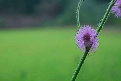 Close-up of purple flowering plant