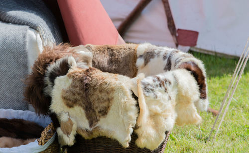 Close-up of cat sleeping