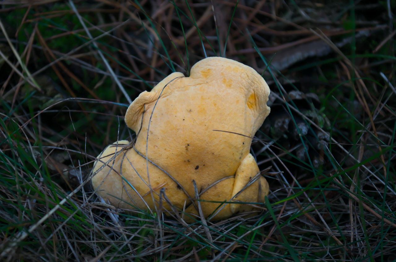 MUSHROOM GROWING ON FIELD