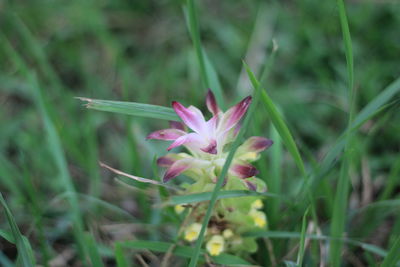 Close-up of pink flower on field