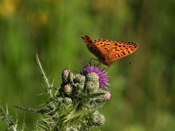 Close-up of butterfly pollinating on flower