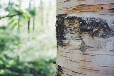 Close-up of tree trunk in forest