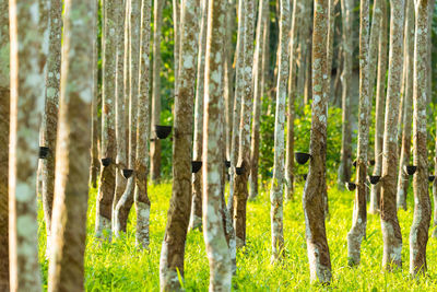 Rubber trees plantation 