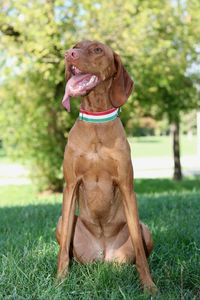 Dog sitting on field