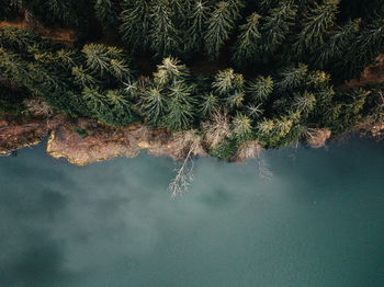 High angle view of tree by lake