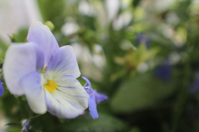 Close-up of fresh purple flowers blooming outdoors